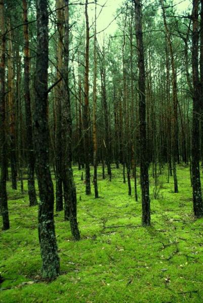 Kliknij na zdjęcie, żeby zobaczyć w pełnych wymiarach