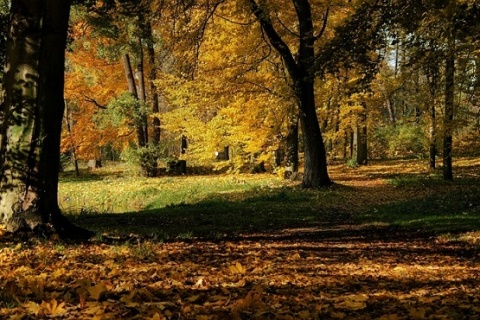 Kliknij na zdjęcie, żeby zobaczyć w pełnych wymiarach