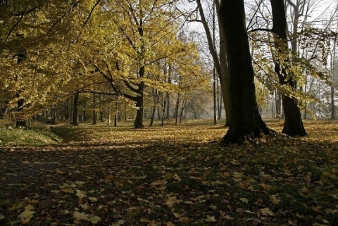 Kliknij na zdjęcie, żeby zobaczyć w pełnych wymiarach