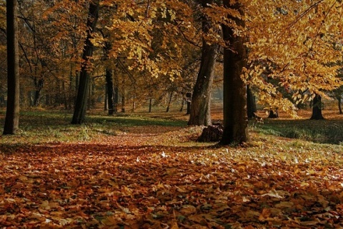 Kliknij na zdjęcie, żeby zobaczyć w pełnych wymiarach