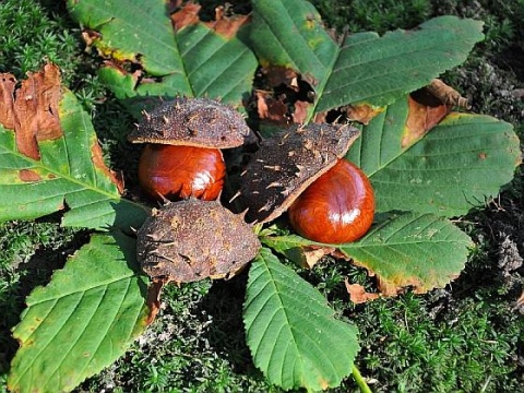 Kliknij na zdjęcie, żeby zobaczyć w pełnych wymiarach