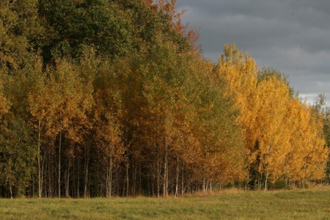 Kliknij na zdjęcie, żeby zobaczyć w pełnych wymiarach