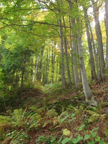 Kliknij na zdjęcie, żeby zobaczyć w pełnych wymiarach