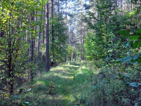 Kliknij na zdjęcie, żeby zobaczyć w pełnych wymiarach