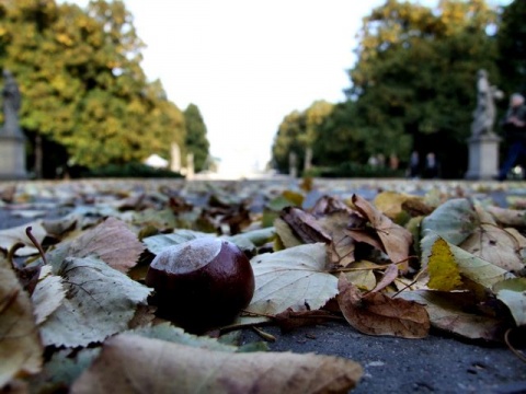 Kliknij na zdjęcie, żeby zobaczyć w pełnych wymiarach