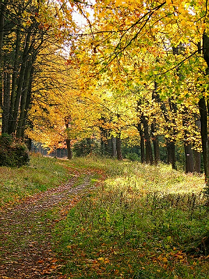 Kliknij na zdjęcie, żeby zobaczyć w pełnych wymiarach