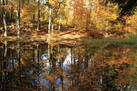 Kliknij na zdjęcie, żeby zobaczyć w pełnych wymiarach