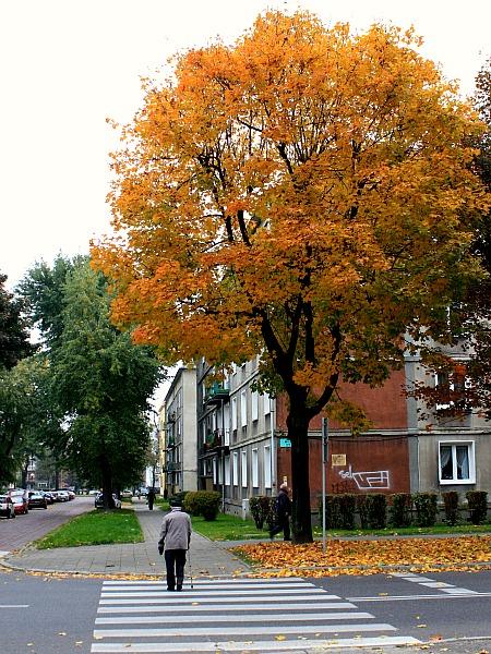 Kliknij na zdjęcie, żeby zobaczyć w pełnych wymiarach