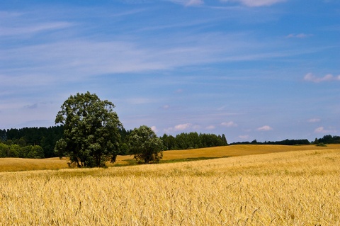 Kliknij na zdjęcie, żeby zobaczyć w pełnych wymiarach