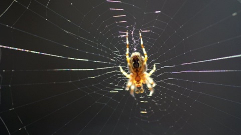 Kliknij na zdjęcie, żeby zobaczyć w pełnych wymiarach