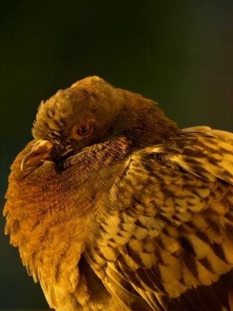 Kliknij na zdjęcie, żeby zobaczyć w pełnych wymiarach