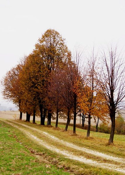 Kliknij na zdjęcie, żeby zobaczyć w pełnych wymiarach