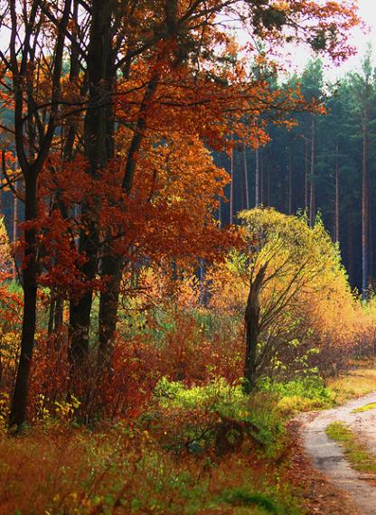 Kliknij na zdjęcie, żeby zobaczyć w pełnych wymiarach