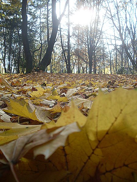 Kliknij na zdjęcie, żeby zobaczyć w pełnych wymiarach