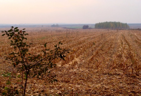 Kliknij na zdjęcie, żeby zobaczyć w pełnych wymiarach