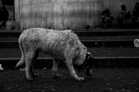 Kliknij na zdjęcie, żeby zobaczyć w pełnych wymiarach