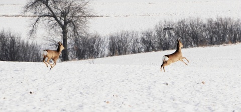 Kliknij na zdjęcie, żeby zobaczyć w pełnych wymiarach