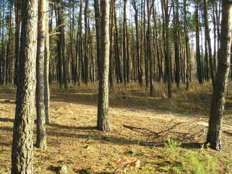 Kliknij na zdjęcie, żeby zobaczyć w pełnych wymiarach