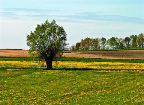 Kliknij na zdjęcie, żeby zobaczyć w pełnych wymiarach