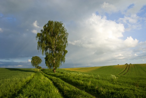 Kliknij na zdjęcie, żeby zobaczyć w pełnych wymiarach