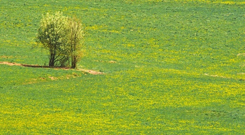 Kliknij na zdjęcie, żeby zobaczyć w pełnych wymiarach