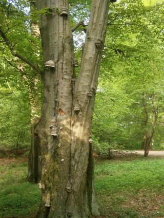 Kliknij na zdjęcie, żeby zobaczyć w pełnych wymiarach