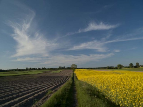 Kliknij na zdjęcie, żeby zobaczyć w pełnych wymiarach