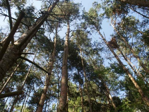 Kliknij na zdjęcie, żeby zobaczyć w pełnych wymiarach