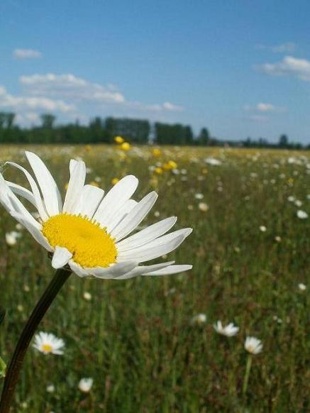 Kliknij na zdjęcie, żeby zobaczyć w pełnych wymiarach