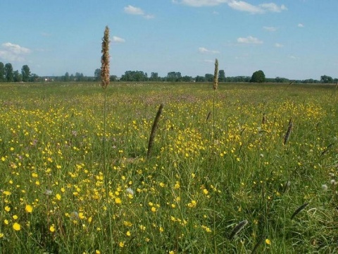 Kliknij na zdjęcie, żeby zobaczyć w pełnych wymiarach