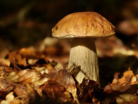 Kliknij na zdjęcie, żeby zobaczyć w pełnych wymiarach