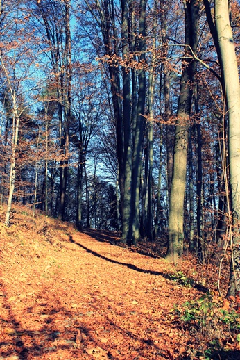 Kliknij na zdjęcie, żeby zobaczyć w pełnych wymiarach