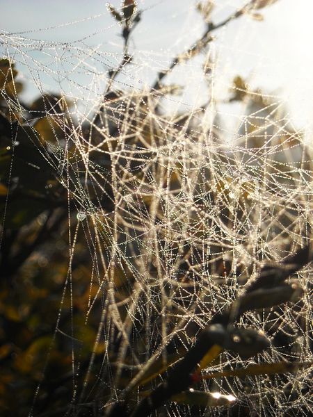 Kliknij na zdjęcie, żeby zobaczyć w pełnych wymiarach