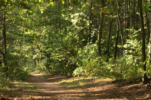 Kliknij na zdjęcie, żeby zobaczyć w pełnych wymiarach