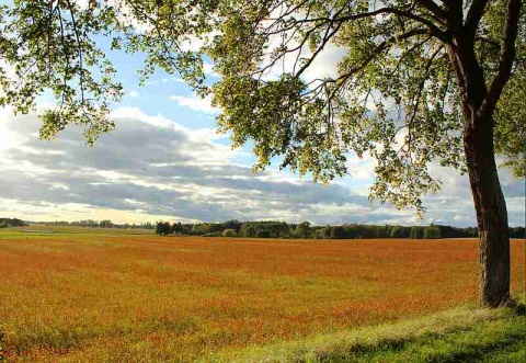 Kliknij na zdjęcie, żeby zobaczyć w pełnych wymiarach