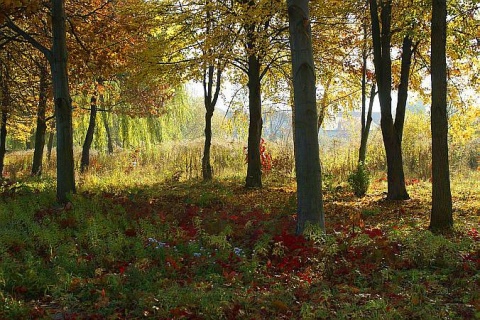 Kliknij na zdjęcie, żeby zobaczyć w pełnych wymiarach