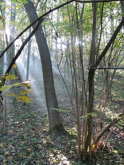 Kliknij na zdjęcie, żeby zobaczyć w pełnych wymiarach