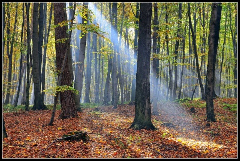 Kliknij na zdjęcie, żeby zobaczyć w pełnych wymiarach