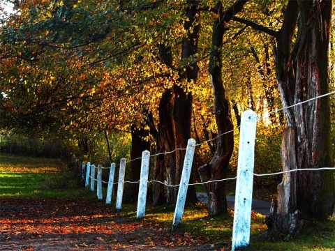 Kliknij na zdjęcie, żeby zobaczyć w pełnych wymiarach