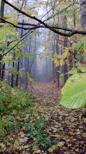 Kliknij na zdjęcie, żeby zobaczyć w pełnych wymiarach