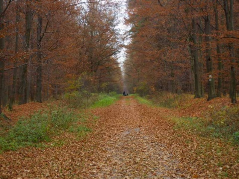 Kliknij na zdjęcie, żeby zobaczyć w pełnych wymiarach