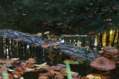 Kliknij na zdjęcie, żeby zobaczyć w pełnych wymiarach