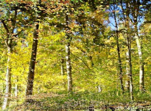 Kliknij na zdjęcie, żeby zobaczyć w pełnych wymiarach