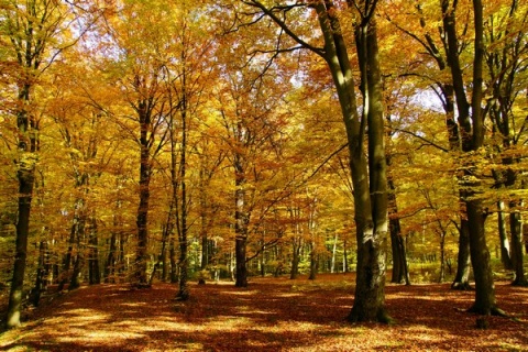 Kliknij na zdjęcie, żeby zobaczyć w pełnych wymiarach