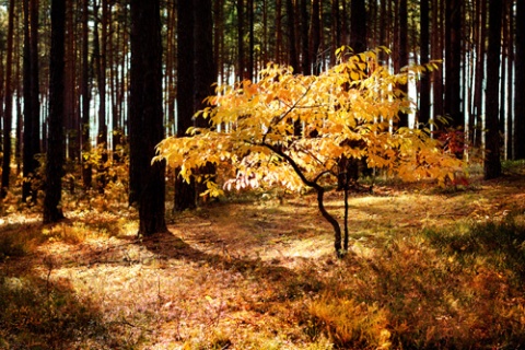 Kliknij na zdjęcie, żeby zobaczyć w pełnych wymiarach