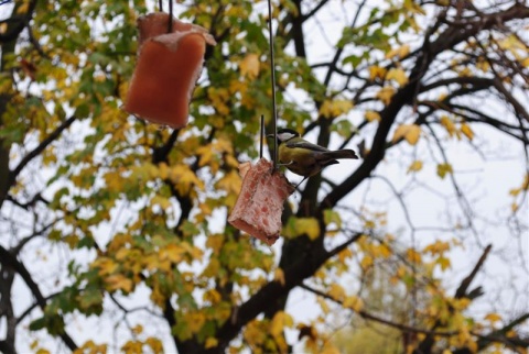 Kliknij na zdjęcie, żeby zobaczyć w pełnych wymiarach