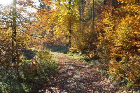 Kliknij na zdjęcie, żeby zobaczyć w pełnych wymiarach