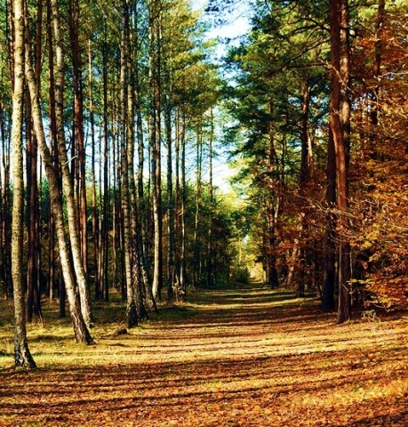 Kliknij na zdjęcie, żeby zobaczyć w pełnych wymiarach