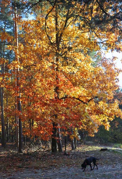 Kliknij na zdjęcie, żeby zobaczyć w pełnych wymiarach