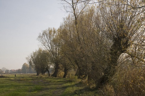 Kliknij na zdjęcie, żeby zobaczyć w pełnych wymiarach